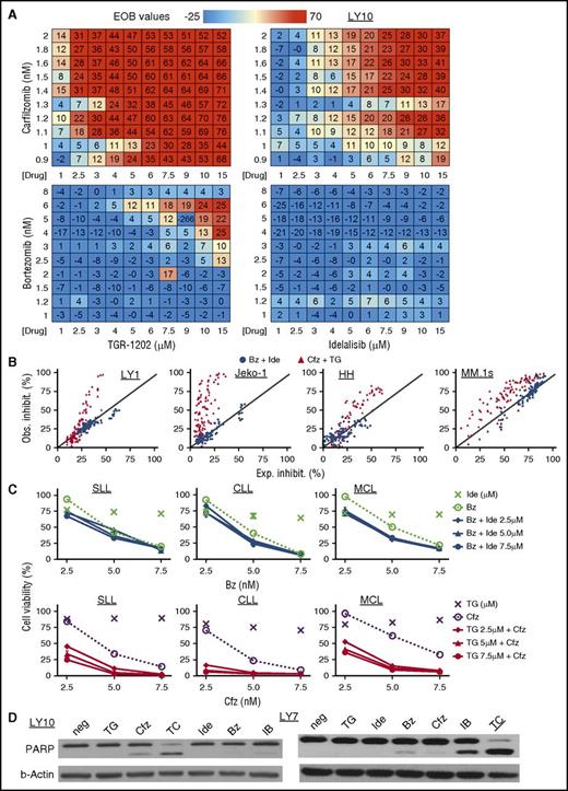 Figure 2. TGR-1202 and carfilzomib synergistically inhibit survival of lymphoma and leukemia cell lines and primary cells. The following drugs were studied: Bz, bortezomib; Cfz, carfilzomib; IB, Ide + Bz; Ide, idelalisib; TC, TG + Cfz; TG, TGR-1202. (A) EOB values calculated for 4 combinations of treatment in the DLBCL cell line LY10. Cells were treated for 24 hours with the indicated drugs and concentrations as single agents and in combinations. Viable cells were quantitated by the Cell-Titer Glo assay (Promega). EOB values above 0 indicate synergy. (B) Cell lines representing different hematological malignancies were treated for 48 hours. The y- and x-axes indicate the observed and expected percentage of inhibition, respectively. The expected inhibition was calculated using the Bliss model. The diagonal line indicates the line of additivism. Synergy was demonstrated by observed inhibition in excess of the expected inhibition. (C) Primary lymphoma and leukemia cells were isolated by Ficoll gradient separation from 3 patients with SLL, CLL, and MCL respectively. The SLL cells were from pleural fluid, and the CLL and MCL cells were from peripheral blood. Top panel, The results combining Ide and Bz; bottom panel, TG and Cfz. Ide and TG were given at 2.5, 5, and 7.5 μM, and their effects on viability were presented by the unconnected “×” markers. All of the other treatments were as indicated on the graphs. Viability was determined after 48 hours of treatment. (D) LY10 and LY7 cell lines were treated as indicated for 24 hours and processed for western blot. For LY7, TG and Ide were at 3 μM, and Bz and Cfz were at 5 nM; for LY10, TG and Ide were at 3 μM, and Bz and Cfz were at 2 nM. neg, negative control; PARP, poly (ADP-ribose) polymerase.