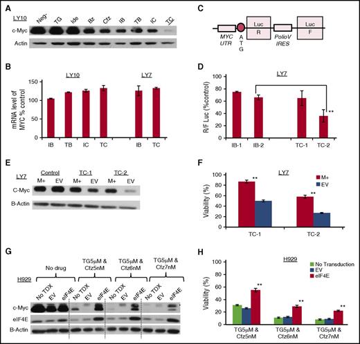 Figure 4. TGR-1202 and carfilzomib synergistically inhibits translation of c-Myc in lymphoma and myeloma cell lines. The following drugs were used: TG, Ide, Bz, Cfz, IB, TB, IC, TC. (A-B) Levels of c-Myc protein (A) and mRNA (B) in LY10 and LY7 cells treated as indicated for 24 hours. For LY10, TG and Ide were at 3 μM, and Bz and Cfz at 2 nM; for LY7, TG and Ide were at 3 μM, and Bz and Cfz at 5 nM. (C) Schema of a bicistronic luciferase reporter for the translation of c-Myc. IRES, IRES of polio virus; UTR, UTR of c-Myc. (D) Results of the luciferase assay using the bicistronic reporter from panel C. LY7 stably expressing the reporter was treated as indicated for 24 hours. IB-1 and IB-2, Ide 3 μM and 5 μM, respectively, plus Bz 5 nM; TC-1 and TC-2, TG 3 μM and 5 μM, respectively, plus Cfz 5 nM. R:F Luc ratio from the treatment groups was calculated as a percentage of the untreated control, and represents the efficiency of eIF4F cap-dependent translation regulated at the endogenous 5′ UTR of c-Myc. The difference between the TC2 and IB2 treatments was statistically significant; **P of .0013. (E-F) LY7 cells stably transfected with a c-Myc–expressing plasmid (M+) or an EV were treated for 24 hours as indicated. The complementary DNA of c-Myc does not contain the endogenous 5′ UTR. TC-1 and TC-2, TG 3 μM and 5 μM, respectively, plus Cfz 5 nM. Cells were then processed for western blot (E) or Cell Titer Glo to determine viability (F). The difference of viability between the M+ and EV samples was statistically significant; **P < .001. (G-H) The myeloma cell line H929 was stably transduced with an eIF4E-overexpressing plasmid (eIF4E) by lentiviral transduction, or with the corresponding EV. These cells and the untransduced control (No TDX) cells were treated for 24 hours and assessed by western blot (G) and Cell-Titer Glo (H). The difference between the eIF4E and EV samples was statistically significant; **P < .001.