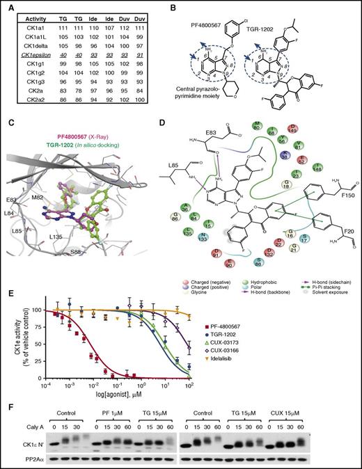 Figure 6. TGR-1202 acts as an inhibitor of CK1ε. (A) Excerpt of kinome profiling data, showing the activity of various casein kinases when treated by 3 PI3Kδ inhibitors at the same condition of 1 μM, including TG, Ide, and duvelisib (Duv). The details are listed in supplemental Table 3. (B) Structural formulae of PF-4800567 and TGR-1202 with the CPA moiety circled, and central ring atoms numbered. The arrows denote the positions involved as hydrogen bonds donor (amine group) and acceptor (position 1). (C) Comparison of the cocrystallization of PF-4800567 and CK1ε to in silico docking of TGR-1202 in the active site binding pocket. (D) Interaction map of TGR-1202 with the active site amino acids of CK1ε with legend at the bottom. (E) Cell-free kinase activity assay of CK1ε measuring dose-activity curves of PF-4800567, TG, Ide, CUX-03173, and CUX-03166. EC50 and R2 values are listed in supplemental Figure 4F. (F) Cell-based autophosphorylation assay of CK1ε C terminus. LY7 cells were pretreated for 1 hour with the indicated drugs and then treated with the PP2A inhibitor calyculin-A (Caly A) for 0, 15, 30, and 60 minutes when lysates were collected and western blots were performed. CUX, CUX-03173; PF, PF4800567.