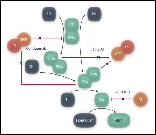 Simplified representation of blood coagulation, indicating the 3 anticoagulant pathways (in orange/red). Agents that have recently been shown to target the anticoagulant pathways and that are proposed as potential therapies for hemophilia are indicated in dark blue text, and their actions are shown by a dark blue “×.” For simplicity, only thrombin is shown to be inhibited by antithrombin. APC, activated protein C; AT, antithrombin; PS, protein S; TFPI, tissue pathway inhibitor. Professional illustration by Somersault18:24.