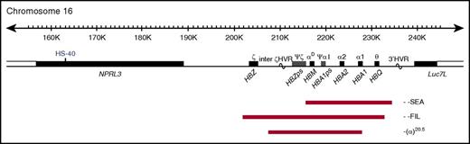 Figure 1. Map of α-globin deletions found in the BHFS survivors. The α-globin cluster on human chromosome 16 (16p13.3). Genes in the region and the major α-cis-regulatory element (HS-40) are shown in the middle panel. The extent of the deletions found in the BHFS survivors reported in this study is shown by red bars. HVR, hypervariable region; ps, pseudogene. (Locations refer to reference genome hg19.)