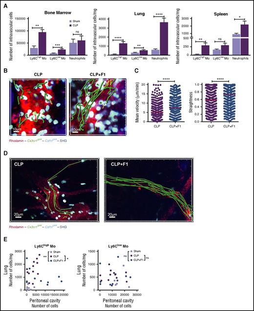 Figure 6. CX3CR1-dependent Ly6Chigh-monocyte margination controls monocyte deployment during CLP-induced peritonitis. (A) Quantification by flow cytometry of BM, lung, and spleen-intravascular Ly6Chigh, Ly6Clow monocytes, and neutrophils in Sham and CLP-operated after in vivo CD45 intravascular staining (bars represent mean ± SEM from 7 to 11 different mice per time point out of 3 to 4 independent experiments; Mann-Whitney test is performed). *P < .05; **P < .01; ***P < .001; **** P < .0001. (B) 3D-TPLSM images of the skull BM from MacBlue×Cx3cr1gfp/+ 4 hours after CLP treated or not with the F1 (50 µg injected intraperitoneally) (original magnification ×440). Representative track paths are represented in green. (C) Quantification of monocyte mean velocity and straightness in the vascular lumen of the BM sinusoids from MacBlue×Cx3cr1gfp/+ mice treated or not with CX3CR1 antagonism (F1) 4 hours after CLP (median is indicated in red. Data are pooled from different movies out of 3 different mice. Mann-Whitney test is performed; ****P < .0001). (D) In vivo 3D-TPLSM image of the peritoneal vasculature showing ECFP+ monocyte adherence to endothelium 4 hours after CLP in the presence or not of F1 (original magnification ×230). Representative track paths are represented in green (see supplemental Video 8). (E) Scatter plots show the distribution of the absolute number of Ly6Chigh and Ly6Clow monocytes in the lung versus the peritoneal cavity in Sham, CLP, and CLP treated with F1 4 hours after operation. Statistical differences in the distribution have been measured by a 2-way ANOVA with Bonferroni’s multiple comparison tests.