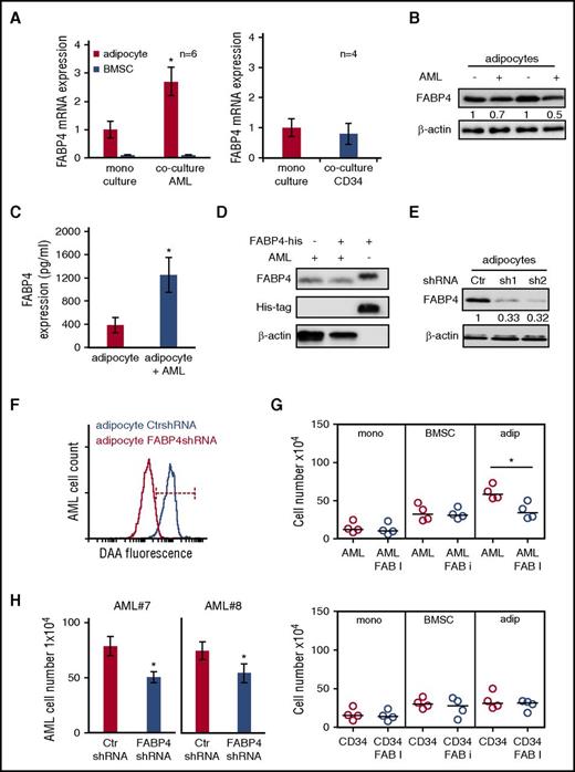 Figure 3. FABP4 controls the transfer of lipids from adipocytes to AML. (A) AML blasts were cultured alone or with adipocytes or BMSC for 48 hours and then the adipocytes and BMSC were assessed for FABP4 mRNA expression using RT-PCR (n = 6). Nonmalignant CD34+ cells were cocultured alone or with adipocytes, and FABP4 mRNA expression was measured. Data are represented as mean ± standard deviation. (B) Immunoblot for FABP4 from adipocytes cultured with and without AML blasts. Blots were reprobed for β-actin to show equal sample loading. (C) Enzyme-linked immunosorbent assay to detect FABP4 in media from adipocytes cultured alone or with AML blasts. Data are represented as mean ± standard deviation. (D) AML blasts were cultured alone or with the addition of 2 μg/mL of recombinant FABP4 (his-tagged) for 4 hours. Immunoblots were performed for FABP4 and His. Blots were reprobed for β-actin to show equal sample loading. (E) Adipocytes were infected with FABP4-targeted shRNA or control shRNA lentivirus, and after 72 hours, analyzed for FABP4 protein expression using western blotting. Blots were reprobed for β-actin to show equal sample loading. (F) Adipocytes were infected with FABP4-targeted shRNA or control shRNA lentivirus and after 72 hours preloaded with fluorescent FA DAA and incubated with AML for 24 hours. AML blasts were analyzed for fluorescence using flow cytometry (n = 4). (G) Primary AML blasts or nonmalignant CD34+ cells were cultured alone or cocultured with adipocytes or BMSC with and without treatment with FABP4 inhibitor for 72 hours. AML blasts were counted using flow cytometry and Trypan blue exclusion (n = 4). Data are represented as mean ± standard deviation. (H) Adipocytes were infected with FABP4 targeted shRNA or control shRNA lentivirus, and after 72 hours, were incubated with AML for 72 hours. AML blasts and nonmalignant CD34+ cells were counted using flow cytometry and Trypan blue exclusion (n = 4). Data are represented as mean ± standard deviation. *P < .05. Ctr, control; FAB, fatty acid binding.