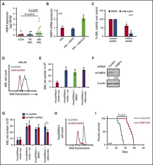 Figure 4. AML-derived FABP4 is crucial for blast survival in vivo. (A) FABP4 gene expression (expressed in log2 RPKM values) was obtained from GSE49642 and GSE48846 for nonmalignant CD34+ cells, 22 blood AML, and 21 BM AML patient samples. P value was obtained by Wilcoxon rank-sum test. Middle band denotes the median value with lower and upper bands denoting the first and third quartiles, respectively. (B) AML blasts were cultured alone or with adipocytes or BMSC for 48 hours before the AML were assessed for FABP4 mRNA expression using RT-PCR (n = 6). Data are represented as mean ± standard deviation. (C) Primary AML blasts were infected with FABP4 shRNA1 and shRNA2 and control shRNA, and after 96 hours, were subsequently cultured on adipocytes or BMSC for a further 72 hours. AML blasts counted using flow cytometry and Trypan blue exclusion (n = 4). Data are represented as mean ± standard deviation. (D) Primary AML were infected with FABP4-targeted shRNA1 or control shRNA lentivirus, and after 96 hours, were cultured with adipocytes preloaded with fluorescent FA DAA for 24 hours. AML blasts were analyzed for fluorescence using flow cytometry. (E) Hoxa9/Meis1-transformed cells (1 × 105/mL) were cultured as normal media or normal media with IL-3, IL-6, and SCF supplemented or cocultured on BMSC with normal media or on adipocytes with normal media. Hoxa9/Meis1-expressing cells were counted using flow cytometry and Trypan blue exclusion (n = 4). Data are represented as mean ± standard deviation. (F) Hoxa9/Meis1-expressing cells were infected with mouse FABP4 shRNA or control shRNA, and after 72 hours, analyzed for FABP4 protein expression using western blotting. Blots were reprobed for β-actin to show equal sample loading. (G) Hoxa9/Meis1-expressing cells were infected with FABP4-targeted shRNA or control shRNA, and after 72 hours, incubated either alone, with cytokines, with BMSC, or with adipocytes. Hoxa9/Meis1-expressing cells counted using flow cytometry and Trypan blue exclusion (n = 4). Data are represented as mean ± standard deviation. (H) Hoxa9/Meis1 expressing cells were infected with FABP4-targeted shRNA or control shRNA lentivirus, and after 72 hours, incubated for 24 hours with adipocytes preloaded with fluorescent FA DAA. Hoxa9/Meis1-expressing cells were analyzed for fluorescence using flow cytometry (n = 4). (I) Kaplan-Meier survival curves for C57BL/6 mice injected with Hoxa9/Meis1 FABP4-KD cells or Hoxa9/Meis1 AML control-KD cells. *P < .05; **P < .01. PB, peripheral blood.