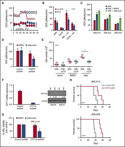 Figure 5. Coculture of AML with adipocytes activates β-oxidation in AML cells. (A) Primary AML blasts or nonmalignant CD34+ cells were cultured on adipocytes for 3 days and then starved for 4 hours before measuring OCR (pMoles/min) using the Seahorse XFp Analyzer, at baseline and then after injection of palmitate (18 minutes) and ETX (36 minutes). Circles represent ETX (40 μM) treatment, and squares represent no ETX treatment. (B) Primary AML blasts or nonmalignant CD34+ cells were cultured alone for 3 days, and AML blasts cultured on adipocytes for 3 days and then starved for 4 hours. AML blasts were then treated with ETX (40 μM), and OCR was measured as above (n = 4). Data are represented as mean ± standard deviation. (C) Primary AML blasts cultured alone for 3 days and AML blasts cultured on adipocytes or BMSC for 3 days and then starved for 4 hours. Data are represented as mean ± standard deviation. (D) AML were infected with FABP4-targeted shRNA or control shRNA lentivirus, and after 72 hours, incubated with adipocytes or BMSC for 24 hours, and OCR was measured in the AML (n = 4). Data are represented as mean ± standard deviation. (E) Primary AML blasts were in monoculture or cocultured on adipocytes or BMSC with and without treatment with ETX for 72 hours. AML blasts were counted using flow cytometry and Trypan blue exclusion (n = 4). Data are represented as mean ± standard deviation. (F) AML blasts were infected with CPT1A shRNA or control shRNA lentivirus, and after 72 hours, analyzed for CPT1A mRNA and protein expression using RT-PCR and western blotting. Blots were reprobed for β-actin to show equal sample loading. Data are represented as mean ± standard deviation. (G) AML were infected with CPT1A shRNA or control shRNA lentivirus and then cocultured on BMSC or adipocytes. AML blasts were counted using flow cytometry and Trypan blue exclusion (n = 4). Data are represented as mean ± standard deviation. (H) Two primary AML samples were infected with CPT1A shRNA or control shRNA lentivirus, and after 96 hours, were then grown on adipocytes for 48 hours; subsequently, 2 × 106 primary AML cells (n = 4) were IV injected into NSG mice. Survival of the NSG mice is represented by a Kaplan-Meier plot. P = .025 for mice injected with AML CPT1-KD compared with AML control-KD mice. *P < .05.