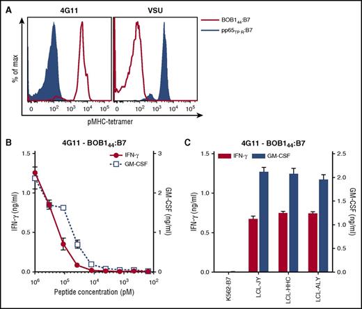 Figure 2. T-cell clone 4G11 recognizes endogenously processed and presented BOB144. (A) Shown are histograms of T-cell clone 4G11 or a control T-cell clone VSU specific for cytomegalovirus-derived peptide TPRVTGGGAM (pp65TPR). T-cell clones were stained with pMHC tetramer BOB144:B7 or pp65TPR:B7. (B-C) T-cell clone 4G11 was cocultured with K562-B7 pulsed with (B) titrated concentration of BOB144-peptide or (C) 3 BOB1-expressing HLA-B7+ B-LCLs. Shown are means with standard deviations of 1 experiment carried out in duplicate. GM-CSF, granulocyte-macrophage colony-stimulating factor.