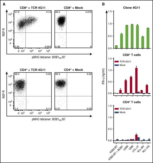 Figure 4. Transfer of TCR-4G11 installs BOB1 reactivity on recipient CD8+ T cells. CD4+ and CD8+ T cells were isolated from a healthy HLA-B7+ individual using magnetic-activated cell sorting (MACS). T cells were transduced with retroviral supernatant to express TCR-4G11 together with NGF-R. Transduction with an empty vector (mock) containing only the NGF-R marker gene served as control. Transduced T cells were purified based on the expression of marker gene NGF-R using MACS. Level of purity exceeded 98% in all cases. (A) Shown are FACS plots of purified T cells after transduction. CD8+ (top row) or CD4+ (bottom row) T cells were stained with pMHC tetramer BOB144:B7 and an antibody against NGF-R. Numbers in corners indicate percentage of cells per quadrant. FACS plots are shown with biexponential axes. (B) T-cell clone 4G11 or purified transduced CD8+ or CD4+ T cells were coincubated with various HLA-B7+ cell lines. Cell lines included K562-B7 transduced to express BOB1 (K562-B7 + BOB1), 2 MM cell lines UM9 and U266, LCL-JY, and 2 ALL cell lines ALL-BV and ALL-VG. IFN-γ concentration was assessed after 18 hours of coculture. Shown are means with standard deviations of 1 experiment carried out in duplicate.