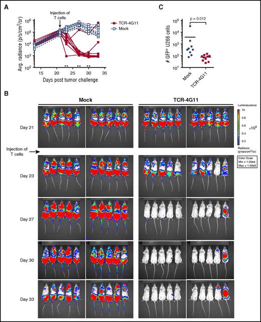 Figure 7. TCR-transduced CD8+ T cells demonstrate in vivo antitumor efficacy in model of established MM. Green fluorescent protein (GFP)+ U266 MM cells expressing luciferase were allowed to engraft in NSG mice. Mice were intravenously treated with TCR-transduced (TCR-4G11) or mock-transduced (mock) T cells 21 days after tumor injection. (A-B) Tumor growth was monitored by bioluminescence. Each treatment group contained 10 mice. Results from unpaired 2-tailed Mann-Whitney test comparing differences in mean bioluminescence between treatment groups is shown in (A), **P < .01. (C) Mice were euthanized on day 33; bone marrow was harvested and analyzed for presence of GFP+ U266 cells. Result from unpaired 2-tailed Mann-Whitney test is shown.