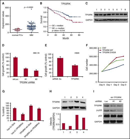 Figure 1. TP53RK is upregulated in MM patients with poor prognosis and MM cell lines. (A) Comparative GEP analysis of TP53RK between normal plasma cell (PC) and MM cells. (B) Overall survival relative to TP53RK expression in patients with newly diagnosed MM (log-rank test). (C) Whole cell lysates from MM cell lines (1: MM.1S, 2: H929, 3: OPM1, 4: KMS11, 5: RPMI8226, 6: U266, 7: doxorubicin-40 (Dox-40), 8: OPM2) were subjected to western blot. (D) MM.1S cells were infected with control (Luc) or TP53RK (1, 2) shRNAs. After puromycin selection, cells were cultured for 72 hours and growth was assessed by MTT assay. (E) H929 cells were transfected with scrambled (Sc) or TP53RK siRNAs. After transfection, cells were cultured for 72 hours and growth was assessed by MTT assay. (F) H929 cells were transfected with control, wt, or TP53RK kinase-dead mutant (D163A), and viable cells enumerated by trypan blue. (G, H) H929 cells were cotransfected with wt-TP53RK and/or TP53RK siRNA. 1: vector control + Sc siRNA, 2: vector control + TP53RK siRNA, 3: wt-TP53RK + Sc siRNA, 4: wt-TP53RK + TP53RK siRNA. Cell growth and TP53RK protein expression were assessed by MTT assay (G) and western blot (H), respectively. ImageJ was used for densitometric analysis. (I) TP53RK was knocked down in MM.1S cells. Whole cell lysates from MM cells were subjected to western blot with indicated Abs. GAPDH, glyceraldehyde-3-phosphate dehydrogenase; MTT, 3-(4,5-dimethylthiazol-2-yl)-2,5-dimethyltetrazolium bromide.