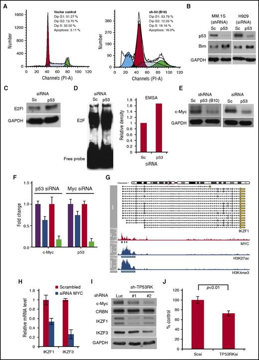 Figure 2. p53 inhibition triggers MM cell growth inhibition. (A) MM.1S infected with control (left panel) or p53 shRNA (B10, right panel) was subjected to propidium iodide staining and cell-cycle analysis using flow cytometry. (B) MM.1S cells (left panel) and H929 cells (right panel) were infected with lentiviral Sc or p53 shRNA/siRNA, respectively. (C, D) H929 cells were transfected with Sc or p53 siRNA. Whole cell lysates and nuclear extracts were subjected to western blot (C) and EMSA (D), respectively. Densitometric analysis was performed on E2F EMSA. (E) p53 was knocked down in MM.1S cells (left panel) and H929 (right panel) using shRNA and siRNA, respectively. (F) MM.1S and H929 cells were transfected with p53 or Myc siRNA. mRNAs from transfectants were extracted and subjected to real-time qPCR for c-Myc or p53; purple, MM.1S Sc shRNA; blue, MM.1S c-Myc shRNA; red, H929 Sc siRNA; green, H929 c-Myc siRNA. (G) Normalized (average reads per million) c-MYC, ac-H3K27, or tri-methylated H3K4 chromatin immunoprecipitation-sequencing tag counts around (±5 kb) the transcription start site of IKZF1. (H) H929 cells were transfected with Sc or c-Myc siRNA. Extracted mRNA was subjected to qPCR for IKZF1/3. (I) MM.1S cells were infected with Luc or TP53RK shRNA. (J) p53-deficient (KMS-11) MM cells were transfected with Sc or TP53RK siRNA. Cell growth was assessed by MTT assay after 72-hour incubation.