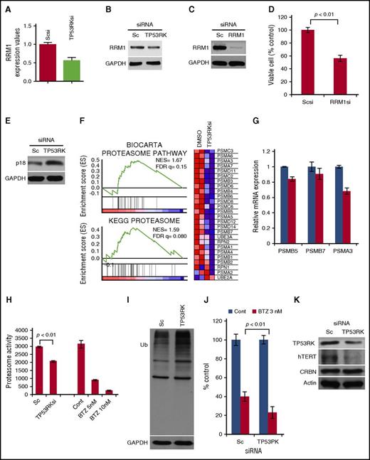 Figure 3. Novel mechanism of actions whereby inhibition of TP53RK triggers anti-MM activities. H929 cells were transfected with Sc or TP53RK siRNA. Extracted mRNA was subjected to qPCR (A) and western blot (B) for RRM1. H929 cells were transfected with Sc or RRM1 siRNA. Transfectants were subjected to western blot for RRM1 (C) and viable cell count (D). H929 cells were transfected with Sc or TP53RK siRNA. Whole cell lysates were subjected to western blot (E) for p18 (CDKN2C). H929 cells were transfected with Sc or TP53RK siRNA. Extracted RNA/mRNA was subjected to GSEA for proteasome pathway (F) and qPCR for proteasome subunits (G). The cells were subjected to chymotrypsin-like proteasome activity assay (H) and western blot for ubiquitin (I). (J) H929 cells were transfected with Sc or TP53RK, followed by bortezomib (BTZ; 3 nM) treatment of 24 hours. Cell growth was assessed by MTT assay. Data represent mean ± standard deviation from triplicate cultures. Cont, control. (K) H929 cells were transfected with Sc or TP53RK siRNA and subjected to western blot. All western blots were carried out using whole cell lysates and indicated Abs.