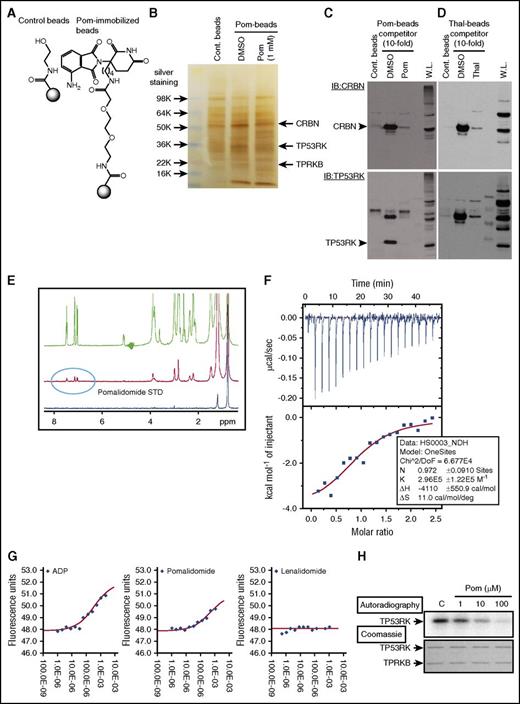 Figure 4. Pom binds to TP53RK. (A) A 3′-n-butylamine derivative of Pom was synthesized and attached via linker to generate Pom-based affinity reagent. (B) MM.1S whole cell lysates were incubated with Pom-beads in the presence or absence of competitor (1 mM free Pom) for 1 hour. After elution, samples were subjected to sodium dodecyl sulfate-polyacrylamide gel electrophoresis and silver staining. DMSO, dimethyl sulfoxide. Specific bands pulled down by Pom-beads were subjected to mass spectometry analysis. Protein lysates from MM.1S pulled down by Pom-beads (C), Thal-beads (D), or whole cell lysate (W.L.) were subjected to western blotting using anti-CRBN Abs (top panel). Membranes were subsequently blotted with anti-TP53RK Abs without stripping. IB, immunoblot. (E) Binding of Pom and recombinant TP53RK was assessed by saturation-transfer difference NMR spectrometry. (F) ITC analysis of TP53RK/TPRKB complex and Pom. (G) DSF measurements showed that Pom, but not Len, stabilized the complex. ADP, adenosine 5′-diphosphate. (H) Recombinant C-terminal Myc-DDK-tagged TP53RK and TPRKB proteins from HEK-293FT cells were subjected to in vitro autophosphorylation assay.