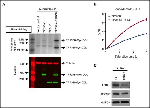 Figure 5. TPRKB enhances TP53RK binding to IMiDs. (A) TP53RK, TPRKB, or both were overexpressed in HEK293FT cells using c-Myc–tagged expression vectors. Whole cell lysates were subjected to Pom-bead pull-down assay and silver staining (top panel) or western blot using an infrared imaging system (bottom panel). (B) TPRKB was knocked down in H929 cells. STD, saturation-transfer difference. (C) Len binding to TP53RK in the presence of TPRKB. Binding of Len to TP53RK was assessed by NMR spectrometry in the presence or absence of TPRKB.