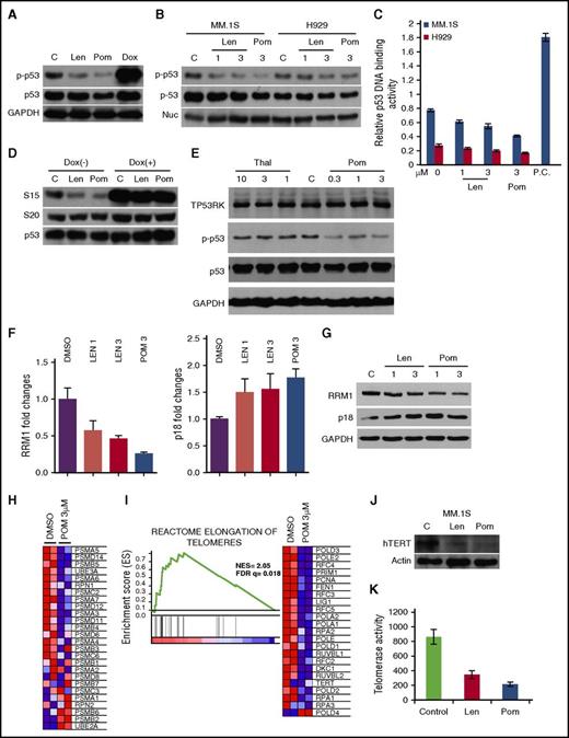 Figure 6. Biologic significance of pharmacological inhibition of TP53RK by IMiDs in MM cells. (A) MM.1S cells were cultured with Len (2.5 μM) or Pom (2.5 μM) in the presence (40 nM) or absence of Dox for 48 hours. (B, C) MM.1S and H929 cells were treated with Len (1.3 μM) or Pom (3 μM) for 48 hours. Nuclear proteins were subjected to (B) western blot or (C) p53 DNA binding activity assay. Nucleolin served as a loading control. P.C., plasma cell. (D) MM.1S cells were treated with Len (2.5 μM) or Pom (2.5 μM) in the presence or absence of Dox (40 nM) for 48 hours. (E) MM.1S cells were treated with Thal or Pom for 48 hours. In each case, western blot was carried out using cell lysates and the indicated Abs. (F, G) H929 cells were transfected with Sc or TP53RK siRNA. Extracted mRNA was subjected to qPCR (F) and western blot (G) for RRM1 and p18. (H) H929 cells were treated with Pom for 48 hours and subjected to GSEA for proteasome pathway. Extracted RNA/mRNA and cell lysates were subjected to GSEA (I), western blot (J), or telomerase activity assay (K). All western blots were carried out using whole cell lysates and the indicated Abs.