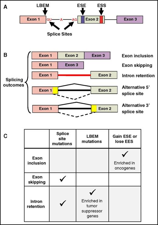 Figure 1. Consequences of somatic mutations affecting cis-acting pre-mRNA sequences. (A) A representative 3-exon pre-mRNA model is depicted with annotation of the location of common cis-acting sequences affected by somatic mutations. (B) Common splicing outcomes that are caused by somatic mutations in cis-acting sequences or splicing factors include exon inclusion, exon skipping, and intron retention. Other splicing outcomes include alternative 5′ or 3′ splice sites (mutually exclusive exons, coordinate cassette exons, and alternative first and last exons are not shown). The yellow color in exons 1 and 2 represents exonic sequence that is excluded when splicing into an alternative cryptic splice site occurs, as indicated by the dashed lines at the bottom of each cartoon. (C) The predominant type of pre-mRNA splicing alteration induced by mutations in various cis-acting sequences.