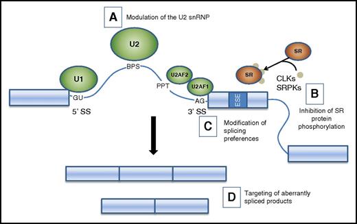 Figure 3. Potential therapeutic strategies targeting splicing factor mutations and splicing changes. A schematic of the major spliceosome components illustrates potential strategies to modulate splicing. (A) Small molecules (eg, PB and FR derivatives and analogs) alter the function of the U2 snRNP, leading to the accumulation of unspliced products. (B) Inhibition of SR protein phosphorylation alters intracellular trafficking and binding of SR proteins to exonic splice enhancers, leading to altered utilization of cassette exons. (C) Oligonucleotides and transplicing modulators can change splicing preference at specific targets. (D) Depletion or replacement of spliced products. BPS, branch point sequence; CLK, CDC-like kinase; PPT, polypyrimidine tract; SRPK, SR protein kinase.