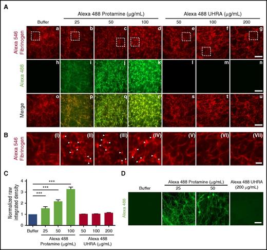Figure 6. UHRA does not bind or incorporate into purified fibrin, blood clots, or other clot components. Clots for confocal microscopy were prepared as described in the supplemental Data (confocal microscopy of fibrin and blood clots). Briefly, human fibrinogen 3 mg/mL, of which 2% was Alexa Fluor 546–fibrinogen, was mixed with UHRA or protamine (both conjugated with Alexa Fluor 488), and clotting was initiated with thrombin 2.5 National Institutes of Health Units/mL and 3 mM CaCl2. (A) The top panel (red channel) shows confocal micrographs of fibrin clots formed from Alexa Fluor 546–labeled fibrinogen. The middle panel (green channel) shows confocal micrographs of protamine or UHRA localization within fibrin clots. Fibers of clots (i-k) formed in the presence of protamine exhibit green fluorescence, indicating binding of protamine to fibrin fibers. Green signal is absent in clots formed in the presence of UHRA (l-n), suggesting no binding or incorporation of UHRA into fibrin fibers. The lower panel (merge) shows overlay of images from the red and green channels confirming the colocalization of fibrin and protamine. Scale bar, 10 μm. (B) Magnified images from the white boxes shown in the red channel. Visual inspection of clots (II-IV) formed in the presence of Alexa Fluor 488–labeled protamine reveals different fibrin architecture (presence of more compact and round fibrin (ogen) aggregates indicated by white arrowheads) compared with the control clot (I). No architectural differences are observed for clots formed in the presence and absence of UHRA (V-VII). Scale bar, 2μm. (C) Normalized raw integrated density (sum of all pixel intensities normalized to polycation-free buffer) of the green channel analyzed using FIJI. Depicted are mean values ± SD with 10 or more randomly acquired images analyzed per condition. The P values were determined using the unpaired t test. (***P < .001). (D) Representative confocal micrographs of whole blood clots formed in the presence of UHRA or protamine. No green fluorescence is observed in blood clots formed in the presence of UHRA. This shows that UHRA does not interact or incorporate into the clot components. In contrast, fluorescence from protamine containing blood clot fibers and platelet aggregates/clumps show binding of protamine to these clot components. Scale bar, 10 µm.