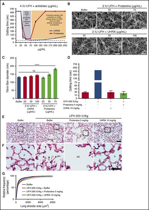 Figure 7. UHRA reverses anticlotting activity of UFH with no adverse effect on lung ultrastructure or clot morphology. Neutralization of UFH by UHRA or protamine was studied by activated partial thromboplastin time assay in heparinized human plasma. (A) UHRA neutralizes UFH (4 IU/mL) over a wide range of concentrations. Conversely, excess protamine impairs clotting. (B) Morphology of clots formed after neutralization of UFH with UHRA or protamine analyzed by SEM. Clot micrographs obtained in the presence of UHRA revealed normal morphology in comparison with the buffer control clot. Clot images at original magnification ×5000 are depicted. Scale bar, 5 μm. (C) Thickness of clot fibers was measured from clot micrographs using ImageJ. Fibers for size analysis were selected by probing 4 different spots in each image. Data are mean ± SE (n = 30 fibers, measured from 2 images of each clot). Fibrin fibers formed in the presence of 75 µg/mL protamine are significantly thicker than those in the buffer control clot (1-way ANOVA followed by a Dunnett post hoc test; ****P < .0001). Size of clot fibers obtained after neutralizing UFH with UHRA at all tested concentrations is comparable to buffer control. (D) In vivo neutralization of UFH activity were studied in mice by injecting UFH 200 IU/kg intravenously (via tail-vein), followed by UHRA (10 mg/kg) or protamine (5 mg/kg). aPTT confirms neutralization of UFH activity by antidotes. (E-F) Histopathological sections of lungs after heparin neutralization were obtained from buffer and UHRA-treated groups, which were comparable. However, in the protamine-treated group, significant damage to lung alveolar structure was observed. Lungs from the heparin-only group showed mild hemorrhage (presence of red blood cells in alveolar space). Scale bar, 50 μm. In magnified images: scale bar, 20 μm. Hematoxylin and eosin stain for panels E-F. A, alveolar space; AD, alveolar disruption; AH, alveolar hemorrhage. (G) Relative cumulative distribution of lung alveolar area. Depicted are values measured from 144 images from the lungs of 8 mice (2 mice per treatment group). Measurements confirm enhancement of alveolar area in the protamine-treated group compared with the buffer control.