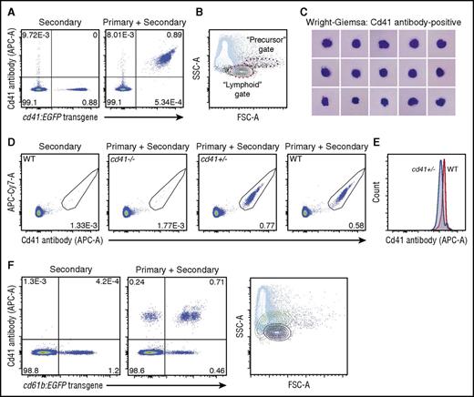 Figure 1. The Cd41 antibody binds cd41:EGFP-positive cells in zebrafish peripheral blood with >99% sensitivity and specificity and is specific for Cd41. (A) The Cd41 antibody recognizes cd41:EGFP-positive cells in zebrafish peripheral blood with >99% sensitivity and specificity by flow cytometry. (B) Light scatter characteristics demonstrate that double-positive cells (black) are mostly located within the “lymphoid” gate (red dashed line) when overlaid on live cells (blue). Contour levels are set at 10% and outliers are shown. The “precursor” gate is also shown for reference (purple dashed line). (C) Wright-Giemsa stain of cytopreparation showing that Cd41 antibody-positive cells are generally thrombocytes based on morphology. (D) Flow cytometry of zebrafish peripheral blood reveals a loss of Cd41 antibody staining in cd41 mutant zebrafish. There is no reduction in the percentage of antibody-stained Cd41-positive cells in heterozygous zebrafish. (E) The median fluorescence intensity of cells from heterozygous zebrafish is about two-thirds that of wild-type (WT) zebrafish. (F) In spleen cells from adult zebrafish, cd61b:EGFP is expressed by a subset of Cd41 antibody-positive cells, but populations of both cd61b:EGFP single-positive and Cd41 antibody single-positive cells also exist. By light scatter characteristics, the cd61b:EGFP single-positive cells (green) map to a slightly different location than the overlapping double-positive cells (black) and Cd41 antibody single-positive cells (purple). Live cells are shown in the background (blue). Contour levels are set at 10% and outliers are shown. APC-A, allophycocyanin-area; FSC-A, forward scatter-area; SSC-A, side scatter-area.
