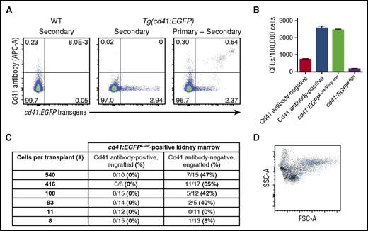 Figure 2. The Cd41 antibody binds thrombocytes and thrombocyte precursors in zebrafish kidney marrow and permits HSC enrichment. (A) The Cd41 antibody binds cd41:EGFPHigh-positive cells (including thrombocytes) preferentially in kidney marrow. (B) Colony-forming assays suggest that Cd41 antibody-positive cells in kidney marrow include thrombocyte precursors. (C) Transplantation of sorted cd41:EGFPLow kidney marrow cells reveals that the Cd41 antibody-positive cell fraction does not engraft, but that the Cd41 antibody-negative cell fraction does. (D) Representative flow cytometry plot from the kidney marrow of a transplant recipient at 3 months posttransplant. Multilineage engraftment is apparent based on the location of ubi:mCherry-positive cells (black) relative to live cells (blue) by light scatter characteristics.