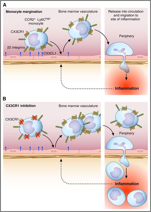 Regulation of margination of inflammatory monocytes in the bone marrow vasculature by CX3CR1. (A) Under steady-state conditions, inflammatory monocytes are attached to the endothelial surface within the bone marrow vasculature, a response partly dependent on CX3CR1. Upon induction of peritoneal inflammation, inflammatory monocytes undergo demargination and are rapidly released into the circulation, resulting in increased numbers in the circulation. This facilitates their recruitment to the peripheral site of inflammation via adhesion and transmigration in the microvasculature at the affected site. (B) Under conditions where CX3CR1 is inhibited or absent, the number of monocytes released into the circulation is greater, as is the level of monocyte recruitment to the periphery. Professional illustration by Patrick Lane, ScEYEnce Studios.
