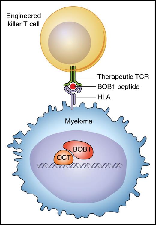 Cytotoxic T cells engineered with the BOB1-specific TCR can recognize and kill myeloma cells expressing the BOB1 transcriptional coactivator intracellularly. The TCR is specific for BOB1 peptides presented by HLA class I molecules. Professional illustration by Patrick Lane, ScEYEnce Studios.