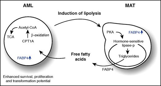 AML blasts enhance lipolysis of adipocytes in an FABP4-dependent manner, resulting in an enhanced secretion of free fatty acids that drive β-oxidation in AML cells and facilitate enhanced survival, proliferation, and transformation potential. Acetyl-CoA, acetyl coenzyme A; CPT1A, carnitine palmitoyltransferase 1A; MAT, marrow adipose tissue; lipase-p, phosphorylated lipase; TCA, tricarboxylic acid cycle.