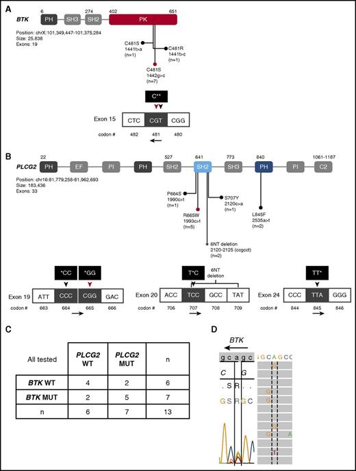 Figure 2. BTK and PLCG2 mutations at disease progression. Schematic representation of functional domains of (A) BTK and (B) PLCG2 with amino acid substitutions due to nonsynonymous mutations or deletion indicated. (A) BTK gene domains and nucleotide changes. Mutations in exon 15 of BTK affect C481 in the protein tyrosine kinase (PK) domain. BTK c.1442G>C (red circle and red triangle) and c.1441T>A mutations lead to C481S. BTK c.1441T>C mutation leads to C481R substitution. (B) PLCG2 gene domains and nucleotide changes. Mutations in PLCG2 exons 19 and 20 affect the N-terminal SH2 domain and mutations in exon 24 the pleckstrin homology (PH) domain. The P664S mutation and the 6-nucleotide deletion in PLCG2 exon 20 (*), have not been previously described in CLL. (C) Number of patients with BTK and/or PLCG2 mutations at progression. (D) Sanger sequencing and NGS of patient PD9 reveals 3 different types of nucleotide changes in BTK exon 15. Shown is the sense DNA strand. BTK is encoded on the antisense strand; the black arrow indicates the read direction. Dotted and solid lines are aligned at BTK nucleotide position 1441. Left panel, The result of Sanger sequencing showing c.1442G>T (C481S), c.1441T>C (C481R), and c.1441T>A (C481S). Right panel, The result of NGS showing c.1441T>C (C481R) and c.1441T>A (C481S). EF, EF-hand domain; MUT, mutated; PI, phosphatidylinositol-specific phospholipase C X domain; WT, wild-type.