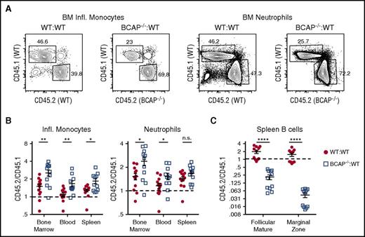 Figure 1. BCAP differentially regulates myeloid and lymphoid cell development and/or homeostasis. (A) Representative flow cytometry plots identifying CD45.1+ and CD45.2+ inflammatory (Infl.) monocytes and neutrophils in the BM of control mixed WT:WT and BCAP−/−:WT BM chimeras reconstituted for >8 weeks; plots are representative of 3 independent experiments. Numbers represent frequency of CD45.1+ or CD45.2+ cells within indicated gated population. (B) Ratio of CD45.2+/CD45.1+ cells from WT:WT and BCAP−/−:WT mixed chimeras; data pooled from 2 independent experiments. Inflammatory monocytes and neutrophils were identified as in supplemental Figure 1. (C) Ratio of CD45.2+/CD45.1+ cells from WT:WT and BCAP−/−:WT mixed chimeras; data pooled from 2 independent experiments. Follicular mature B cells were identified as CD19+B220+CD21hiCD23− live cells and marginal zone B cells as CD19+B220+CD21intCD23+ live cells. Panels B and C show mean ± standard error of the mean; each symbol represents data from an individual mouse, with n = 11 mice per group, and dotted lines represent a 1:1 reconstitution ratio. *P < .05, **P < .01, ***P < .001, and ****P < .0001. n.s., not significant, as determined by 2-tailed, unpaired Student t test.