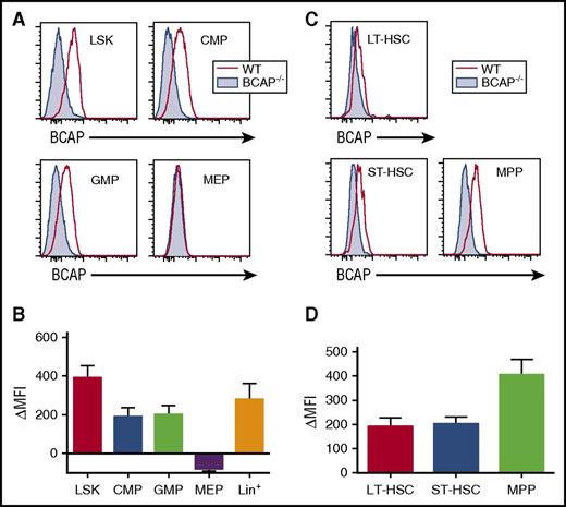 Figure 2. BCAP is expressed within BM HSPCs. (A) Representative histograms of BCAP protein expression in LSK, CMP, GMP, and MEP cells from WT (red open histogram) and BCAP−/− (blue shaded histogram) lineage− (Lin−) BM. BCAP−/− cells served as a negative control. HSPC populations were identified as in supplemental Figure 3. (B) Change in BCAP staining mean fluorescence intensity (ΔMFI) between WT and BCAP−/− cells. Lin+ cells served as a positive control for BCAP staining. ΔMFI was calculated as BCAP MFI in WT cells − BCAP MFI in BCAP−/− cells. (C) Representative histograms of BCAP protein expression in LT-HSC, ST-HSC, and MPP cells from WT and BCAP−/− Lin− BM. (D) ΔMFI between WT and BCAP−/− cells. Graphs show mean + standard error of the mean of n = 3 mice per group. Data are representative of 3 independent experiments.