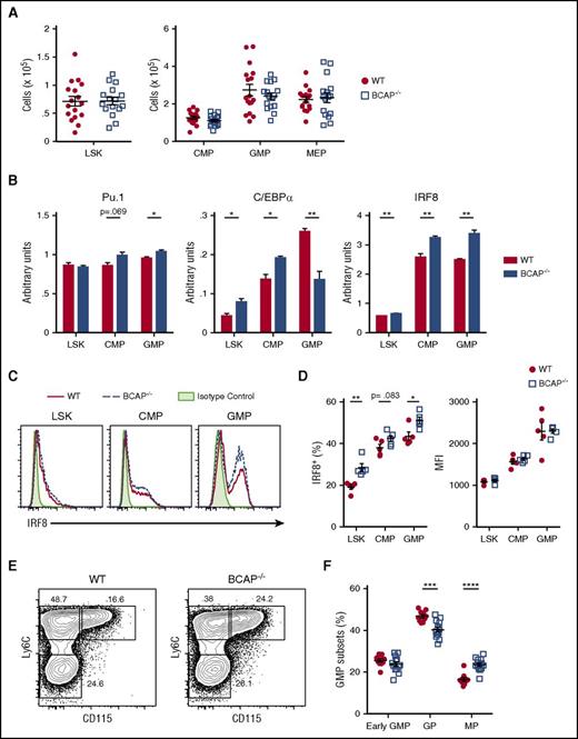 Figure 3. BCAP−/− HSPCs are primed for monocyte differentiation in the steady state. (A) Absolute numbers of LSK (left) and CMP, GMP, and MEP (right) cells in lineage− (Lin−) BM of WT and BCAP−/− mice. Data are pooled from 4 independent experiments, with n = 16 mice per group. (B) A total of 100 000 LSK, 120 000 CMP, or 120 000 GMP cells were sorted from Lin− BM of 3 pooled WT or BCAP−/− mice. Messenger RNA (mRNA) was isolated from sorted cells and reverse transcribed into complementary DNA. Relative expression of mRNA encoding Pu.1, C/EBPα, and IRF8 was determined by qRT-PCR from WT and BCAP−/− LSK, CMP, and GMP cells. Transcription factor expression was normalized to HPRT expression and shown as arbitrary units; graphs show mean + standard deviation; data are representative of 3 independent experiments with n = 3 mice per group. (C) Representative flow plots of intranuclear staining for IRF8 or isotype control antibody in WT and BCAP−/− LSK, CMP, and GMP cells. (D) Frequencies of IRF8+ cells and mean fluorescence index (MFI) for IRF8 staining in WT and BCAP−/− IRF8+ LSK, CMP, and GMP cells. In panels C and D, data are representative of 2 independent experiments. Graphs show mean ± standard error of the mean (SEM), with n = 5 mice per group. (E) Representative flow plots of GMP subsets identified by Ly6C and CD115 expression. GMPs were gated as in supplemental Figure 2 and then early GMP (Ly6C−CD115− GMP), GP (Ly6C+CD115− GMP), and MP (Ly6C+CD115+ GMP) cells were identified as shown. (F) Frequencies of early GMP, GP, and MP cells within the GMP population; data are pooled from 3 independent experiments, with n = 10 mice per group. For all graphs, data show mean ± SEM; each symbol represents data from an individual mouse. *P < .05, **P < .01, ***P < .001, and ****P< .0001, as determined by 2-tailed, unpaired Student t test.