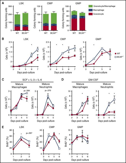 Figure 4. BCAP−/− HSPCs produce increased numbers of myeloid cells in vitro. (A) Methylcellulose cultures were performed by sorting 250 LSK, CMP, or GMP cells from 3 individual WT and BCAP−/− mice into methylcellulose containing SCF, IL-3, and IL-6. After 5 days, differential macrophage, granulocyte, and mixed macrophage/granulocyte CFUs were quantified. Data are pooled from 2 independent experiments with n = 6 mice per group. (B) At indicated days, cells were harvested from LSK, CMP, and GMP methylcellulose cultures and quantified by flow cytometry. (C) Absolute numbers of mature macrophages (left) and mature neutrophils (right) from WT and BCAP−/− GMP methylcellulose cultures containing SCF, IL3, and IL-6 at various days after culture. (D) Absolute numbers of mature macrophages (left) and mature neutrophils (right) from WT and BCAP−/− GMP methylcellulose cultures containing GM-CSF at various days after culture. (E) A total of 5000 LSK, 250 CMP, and 250 GMP cells were sorted from 3 individual WT or BCAP−/− mice into methylcellulose containing SCF, IL-3, and IL-6. At indicated days, progenitor-derived cells were harvested from methylcellulose and cultured in media containing 10 μg/mL BrdU. Cells were incubated at 37°C in BrdU-containing media for 1 hour for LSK, and 4 hours for CMP and GMP. Cells were then harvested, fixed, stained, and examined for BrdU incorporation by flow cytometry. Frequency of BrdU+ cells from LSK, CMP, and GMP methylcellulose cultures at indicated days. In panels B through E, data are representative of 2 to 3 independent experiments; all graphs show mean ± SEM with n = 3 mice per group. *P < .05 and **P < .01, as determined by 2-tailed, unpaired Student t test.