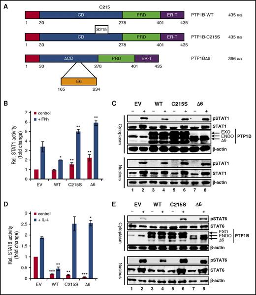 Figure 3. Effect of PTP1BΔ6 on JAK/STAT signaling. (A) Schematic representation of the different PTP1B variants used in this study. CD, catalytical domain; PRD, proline-rich domain; ER-T, endoplasmic reticulum targeting domain. (B) Luciferase assay for the readout of STAT1 activity with and without (control) stimulation with IFNγ. HEK293 cells where transfected with empty vector pFLAG (EV) as a control, PTP1B WT, PTP1BC215S (C215S), and PTP1BΔ6 (Δ6) encoding vectors. Mean values and standard error of mean (SEM) are depicted. Significances are calculated in comparison with the empty vector values. *P ≤ .05; **P ≤ .01; ***P ≤ .001. (C) Cytoplasmic and nuclear extracts from HEK293 cells transfected with EV, PTP1BWT, PTP1BC215S, or PTP1BΔ6 either left unstimulated (−) or stimulated (+) with IFNγ were subjected to immunoblot analyses, using antibodies specific for pSTAT1, STAT1, PTP1B, and β-actin as a loading control. (D) Luciferase assay for STAT6 activity with and without (control) stimulation with IL-4. HEK293-ST6 cells were transiently transfected either with pFLAG-CMV2 (EV) or with PTP1BWT, PTP1BC215S, or PTP1BΔ6 vectors. Mean values and SEM are depicted. Significances are calculated in comparison with the empty vector values. *P ≤ .05; **P ≤ .01; ***P ≤ .001. (E) Cytoplasmic and nuclear extracts from HEK293-ST6 cells transfected with EV, PTP1BWT, PTP1BC215S, or PTP1BΔ6 either left unstimulated (−) or stimulated (+) with IL-4 were subjected to western blot analyses, using antibodies specific for pSTAT1, STAT1, PTP1B, and β-actin as a loading control.