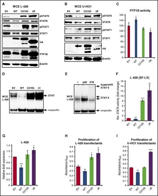 Figure 4. Stable expression of PTP1BΔ6 modulates JAK/STAT signaling and proliferation. (A-B) Immunoblot analysis of WCE from (A) L-428 cells or (B) U-HO1 stably expressing PTP1BWT, PTP1BC215S, and PTP1BΔ6 or control cells (EV) using the indicated antibodies. (C) PTP1B phosphatase activity in the different L-428 cell clones determined by a PTP1B phosphatase assay. Significances are calculated in comparison with the empty vector values. *P ≤ .05; **P ≤ .01; ***P ≤ .001. (D) Electrophoretic mobility shift assay to determine STAT DNA binding activity with WCE from L428 cells expressing ectopic PTP1BWT, PTP1BC215S, PTP1BΔ6, or L-428 control cells (EV). (E) Supershift analysis of WCE from untreated L-428 control cells using no antibody (lane 1), a NF-κB p50-specific antibody (lane 2, negative control), or an anti-STAT6 specific antibody (lane 3). (F) STAT6 luciferase reporter activity in L-428 cells stably expressing PTP1BWT, PTP1BC215S, and PTP1BΔ6 and in L-428 control cells (EV). Mean values and SEM are depicted. Significances are calculated in comparison with the empty vector values. *P ≤ .05; **P ≤ .01; ***P ≤ .001. (G) BCL6 mRNA expression levels in the different L-428 cell clones determined by qRT-PCR analysis. Mean values and SEM are depicted. Significances are calculated in comparison with the empty vector values. *P ≤ .05; **P ≤ .01; ***P ≤ .001. (H-I) Proliferation of the different stable L-428 (H) or U-HO1 (I) cell clones determined by MTS assay. Mean values and SEM are depicted. Significances are calculated in comparison with the empty vector values. *P ≤ .05; **P ≤ .01; ***P ≤ .001.