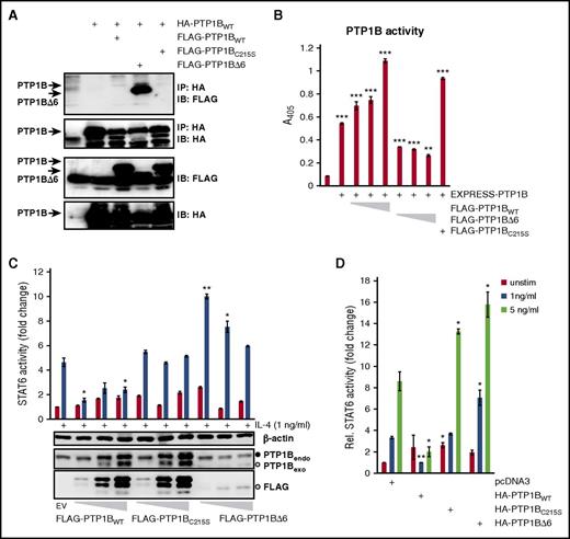 Figure 6. PTP1BΔ6:PTP1BWT dimer formation attenuates PTP1B activity. (A) Protein complex formation of HA-PTP1BWT with FLAG-PTP1BWT, FLAG-PTP1BΔ6, or FLAG-PTP1BC215S. WCE from HEK293 cells ectopically expressing HA-PTP1BWT either alone or in combination with FLAG-PTP1BWT, FLAG-PTP1BΔ6, or FLAG-PTP1BC215S were subjected to an immunoprecipitation analysis using an anti-HA antibody. Coprecipitated FLAG-PTP1B variants were visualized by an anti-FLAG immunoblot analysis. (B) Phosphatase assay with EXPRESS-tagged PTP1BWT alone or together with HA-PTP1BC215S, or increasing amounts of HA-PTP1BWT, or HA-PTP1BΔ6 ectopically expressed in HEK293 cells, as indicated. pEXPRESS (EV) serves as control. Mean values and SEM are depicted. Significances are calculated in comparison with the empty vector values. *P ≤ .05; **P ≤ .01; ***P ≤ .001. (C) Luciferase assay to determine the STAT6 activity in HEK293-ST6 cells with and without (control) stimulation with IL-4. The cells were transiently transfected with 10, 50, or 100 ng FLAG-PTP1BWT, FLAG-PTP1BC215S, or FLAG-PTP1BΔ6. The resulting WCE were additionally tested for the expression of exogenous PTP1B (anti-FLAG IB) or overall PTP1B (anti-PTP1B IB). The full black circle indicates the position of the endogenous PTP1B, the open circle indicates the position of the exogenous PTP1BΔ6 (lower-middle, last 3 lanes). The membrane was reprobed, using an anti-β-actin antibody to ensure equal protein loading. Mean values and SEM are depicted. Significances are calculated in comparison with the empty vector values. *P ≤ .05; **P ≤ .01; ***P ≤ .001. (D) Luciferase assay for STAT6 activity with either unstimulated cells (control) or cells stimulated with either 1 ng/ml or 5 ng/ml IL-4. HEK293-ST6 cells were transiently transfected with 100 ng HA-PTP1BWT, HA-PTP1BΔ6, or HA-PTP1BC215S. pcDNA3.1 (EV) serves as control. Mean values and SEM are depicted. Significances are calculated in comparison with the empty vector values. *P ≤ .05; **P ≤ .01; ***P ≤ .001.