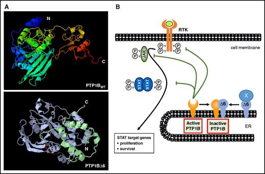 Figure 7. Proposed model of PTP1BΔ6 action in cHL. (A) Structural models of PTP1BWT (top) and PTP1BΔ6 (bottom) generated by the SEQALSV (Sequence Alignment-based Sequence Variability) and AS2TS (amino acid sequence into tertiary structure) online software tools. (B) Schematic representation of the potential mode of action of FLAG-PTP1BΔ6. FLAG-PTP1BΔ6 binds and diminishes the negative effects of PTP1BWT. In addition, PTP1BΔ6 forms complexes with yet unknown interaction partners (labeled as X). ER, endoplasmic reticulum; RTK, receptor tyrosine kinase.