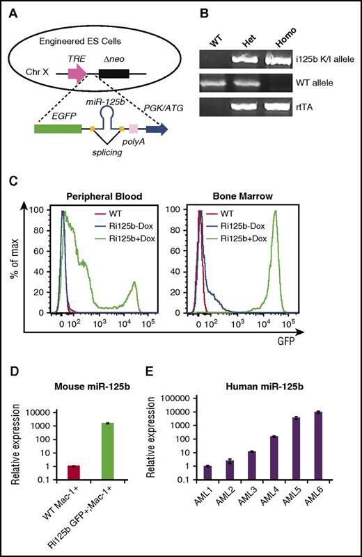 Figure 1. Generation and confirmation of Dox-inducible miR-125b knock-in mouse. (A) Schematic of knock-in design, with miR-125b precursor sequence flanked by splicing sites inserted in the 3′ untranslated region of enhanced green fluorescent protein (EGFP). The targeting vector was knocked into a Dox-inducible locus on the X chromosome, creating GFP-miR-125b cassette under the control of the tet response element (TRE) promoter. Neomycin (neo), under the control of phosphoglycerate kinase (PGK), is a selection marker for successfully recombined events. (B) Representative genotyping results from wild-type (WT), heterozygous (Het), and homozygous (Homo) i125b knock-in (K/I) mice. (C) Representative flow cytometry to show inducible GFP expression in peripheral blood and bone marrow cells from Ri125b mice with or without Dox water for 7 days. WT mice treated with Dox water were used as controls. (D) WT Mac-1+ or Ri125b GFP+/Mac-1+ myeloid cells were sorted from bone marrow after 7 days of Dox induction. Relative miR-125b expression was determined by quantitative reverse transcription polymerase chain reaction. U6 was used as a control. (E) miR-125b expression in Ficoll-purified bone marrow cells from 6 cytogenetically normal AML patients were determined. Relative expression to U6 small RNA are plotted. Data were aligned from low to high expression of miR-125b. Error bars represent standard deviations; n = 3 for technical replications.
