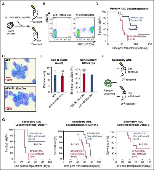 Figure 2. miR-125b accelerates leukemogenesis induced by MLL-AF9. (A) Schematics of the experiment, in which GMPs from Ri125b mice were transduced with MLL-AF9-ΔNGFR (AF9) and injected into wild-type recipients. Recipients were randomly assigned to the Dox treatment group or the −Dox group. (B) Representative flow cytometry plots demonstrating the detection of GFP+ΔNGFR+ cells in peripheral blood 4 weeks after transplantation in +Dox and −Dox mice. GFP marks miR-125b induction and ΔNGFR marks MLL-AF9–transduced cells. (C) Kaplan-Meier survival curve of primary AF9+Ri125b+Dox and AF9+Ri125b−Dox cohorts (P < .001). (D) Representative Giemsa staining of bone marrow cells from MLL-AF9–only or AF9+Ri125b+Dox leukemia mice, showing similar blast morphology. Images were captured by an Olympus BX51 (Olympus) using a SensiCam QE camera (PCO) and IPLab 4.0.8 software (BioVision Technologies). (E) Left: bone marrow blast sizes of MLL-AF9–only and AF9+Ri125b+Dox leukemia (n = 40 cells). Right: bone marrow blast percentages quantified from AF9+Ri125b+Dox and AF9+Ri125b−Dox leukemia-bearing mice (n = 3). (F) Schematics of experiment to analyze secondary leukemogenesis for dependence on miR-125b overexpression. Primary AML cells from AF9+Ri125b+Dox mice were transplanted into lethally irradiated wild-type mice. Secondary recipients were randomized into cohorts for continuation or withdrawal of Dox. (G) Kaplan-Meier survival curves for AF9+Ri125b secondary AML cohorts with continued Dox and Dox withdrawal, with results from 3 primary AML donors. NS, not significant.