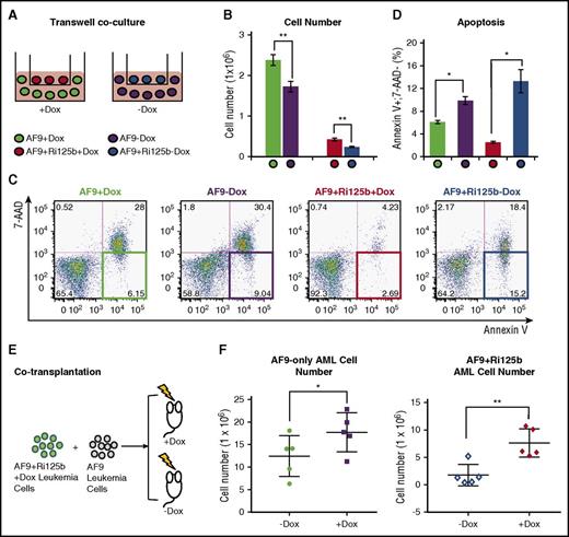 Figure 4. Non–cell-intrinsic effects of miR-125b in AF9+Ri125b leukemia. (A) Schematics of the transwell coculture experiment, in which AF9-only leukemia cells were cocultured with AF9+Ri125b AML leukemia cells in the presence or absence of Dox. (B) Cell numbers and (C-D) apoptosis levels were determined for the described experiment in (A) 2 days after plating cells (n = 3; *P < .01; **P < .001). Representative flow cytometry plots are shown in (C). (E) Schematic of cotransplantation of AF9-only AML cells and AF9+Ri125b AML cells. Wild-type recipient mice were treated with or without Dox. All mice were analyzed on day 28 for leukemia cells in right femur bone. (F) Total AF9-only leukemia cells or AF9+Ri125b leukemia cells in the right femur bones were plotted, with each dot representing 1 mouse (n = 5; error bars represent standard deviations; *P < .05; **P < .01).