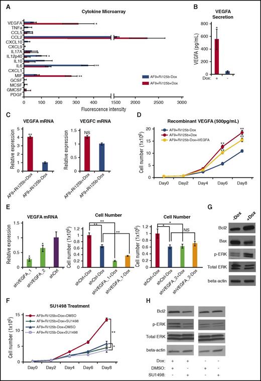 Figure 5. miR-125b upregulates VEGFA production and signaling to promote leukemia cell expansion. (A) Cytokine microarray analyses were performed for the culture supernatants from AF9+Ri125b AML cells in +Dox or −Dox conditions. The names of the 16 different cytokines are indicated. The fluorescence intensities from the cytokine microarray assay are plotted (n = 3; *P < .05; **P < .001). (B) The absolute concentrations of VEGFA in the culture supernatants from AF9+Ri125b AML cells in +Dox or −Dox conditions were determined by recombinant VEGFA standards (n = 3; *P < .05). (C) VEGFA and VEGFC messenger RNA (mRNA) expressions were determined by quantitative reverse transcription polymerase chain reaction in AF9+Ri125b+Dox and AF9+Ri125b−Dox cells on day 6 after Dox withdrawal. 18S ribosomal RNA was used as a control (n = 3; **P < .01). (D) Primary AF9+Ri125b leukemia cells were cultured in the presence or absence of Dox. Recombinant VEGFA (500 pg/mL) was added to AF9+Ri125b−Dox cells. Cell numbers were counted on indicated days (n = 3; **P < .001). (E) AF9+Ri125b+Dox cells were transduced with control shRNA (shCtrl) or shRNAs against VEGFA (shVEGFA_1, shVEGFA_2). VEGFA RNA levels were determined by quantitative reverse transcription polymerase chain reaction after 3 days (n = 3; *P < .05). Dox was withdrawn from shRNA-transduced AF9+Ri125b AML cells for 5 days, and AF9+Ri125b+Dox and AF9+Ri125b−Dox cells were then plated. Cell numbers were counted 2.5 days after plating (n = 3; *P < .05; **P < .01). (F) AF9+Ri125b+Dox and AF9+Ri125b−Dox cells were treated with dimethyl sulfoxide (DMSO; vehicle) or 3 nM SU1498. Cell numbers were plotted on indicated days (n = 3; *P < .05; **P < .001). (G) VEGFR2 downstream proteins Bcl2, Bax, phosphorylated ERK (pERK), and total ERK were measured in AF9+Ri125b leukemia cells cultured with or without Dox for 6 days. β-actin was used as a loading control. (H) AF9+Ri125b+Dox and AF9+Ri125b−Dox cells were treated with DMSO (vehicle) or 3 nM SU1498. Protein expression levels were determined by western blot after 3 days. Representative blots are shown. For all panels, error bars represent standard deviations.