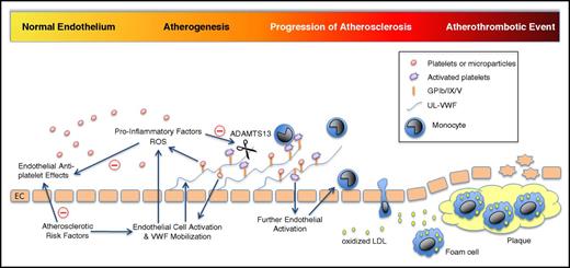 Figure 1. Schematic illustration of potential mechanisms and proatherogenic effects of platelet-endothelial interactions. EC, endothelial cell; LDL, low-density lipoprotein; UL, ultralarge.