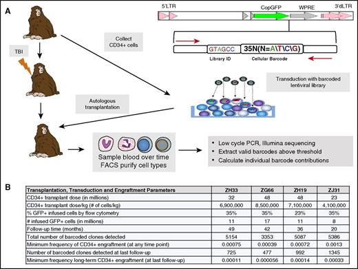 Figure 1. Rhesus macaque autologous transplantation and hematopoietic barcoding. (A) Experimental summary. The replication-incompetent HIV-derived lentiviral barcoding vector used is diagrammed at the top right. The barcode consists of a 6–base pair library identification (ID) followed by a 35–base pair high-diversity cellular barcode. This vector was used to transduce rhesus macaque CD34+ cells, and these cells were reinfused after myeloablative total-body irradiation (TBI; 1000 rads) of the autologous recipient. Purified blood cells from various lineages underwent low-cycle polymerase chain reaction (PCR) amplification utilizing primers bracketing the barcode (red arrows in diagram), followed by Illumina sequencing and data processing, as described in supplemental Data. (B) Transplantation and engraftment parameters. The table summarizes CD34+ cell collection, transduction, and transplantation parameters, as well as total clone numbers and clone frequencies for each animal, after applying the threshold of a clone contributing at least 0.05% to at least 1 cell type at a minimum of at least 1 time point. GFP, green fluorescent protein; FACS, fluorescence-activated cell sorting; LTR, long terminal repeat; WPRE, woodchuck hepatitis posttranscriptional regulatory element.