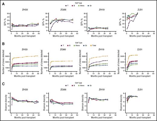 Figure 2. Longitudinal vector marking and overall clonal diversity. (A) Marking levels. The percentage of peripheral blood cells positive for the barcode/green fluorescent protein (GFP) vector is shown for each hematopoietic cell lineage over time for animals ZH33, ZG66, ZH19, and ZJ31. T cells (T), black; B cells (B), red; monocytes (Mono), green; granulocytes (Gr), dark blue. (B) Cumulative detected clone numbers. The cumulative number of clones over time contributing above the threshold at a minimum of 1 time point is shown for individual lineages and overall. The rapid increase in number of detected clones after engraftment corresponds to initial posttransplantation hematopoietic reconstitution with ≥1 waves of transient clones and emergence of long-term repopulating clones. The flat areas subsequent on the curves indicate broad clonal persistence and lack of emergence of new clones after initial posttransplantation reconstitution with long-term repopulating clones. These plateaus imply that capture of clones is substantially complete after several early time points. The cumulative numbers of clones detected within each individual cell type are color coded. The overall numbers of cumulatively detected clones in all cell types are plotted in gray. (C) Overall clonal diversity. Shannon entropy as a measure of diversity depends on both the number of detected clones and the distribution of their sizes. Given a number of detected clones, higher diversity corresponds to a more even distribution of sizes. Here we show that diversity is high, similar among animals, constant among cell types, and stable after initial reconstitution.