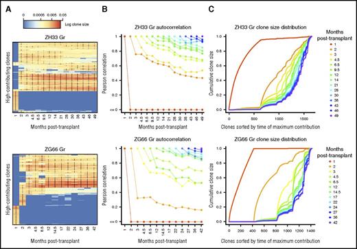 Figure 4. Stability of granulopoiesis over time. (A) Heat map showing the natural log fractional abundances of the highest contributing granulocyte (Gr) barcodes (clones) in ZH33 and ZG66 over time, defined as the set of all barcodes present as a top 100 highest contributing barcode in ≥1 of the samples shown. Each row corresponds to 1 barcode. The barcodes are organized by unsupervised hierarchical clustering using the Euclidean distance between barcodes’ log fractional abundances, with relative contribution shown as a red-to-blue gradient, representing high contribution to no contribution, respectively. Clones are clustered along the y-axis to place similar clones next to each other. *Indicates the top 100 clones in a given sample; thus, there are 100 in each column and ≥1 in each row. (B) The Pearson correlations between Gr clonalities at a certain time point post-transplantation and all subsequent Gr clonalities are plotted as individual lines for ZH33 and ZG66. Each time point is shown as a different color line, so, for example, the correlation of the 1-month sample with the 2-month sample is shown by the position of the red line at the 2-month time point on the y-axis. (C) The total clonal repertoires of barcoded granulopoiesis are displayed for ZH33 and ZG66 as cumulative distribution curves (supplemental Data provide more information on the analytic methodology used). Each position on the x-axis is an individual clone, and each line is the cumulative distribution of clonal contributions at the specified time point. Note that although these clones appear as lines, they are actually discrete sets of points (clones). The height of the line at an index on the x-axis is the sum of the clonal contributions of the clones with an index less than or equal to the index in question. Lower indices indicate earlier clones, and the clone ordering on the x-axis is determined by time of maximum contribution, showing emergence of new clones over time. This ordering is shared among time points, enabling comparison of the behavior of individual clones across time. Because contribution is assessed fractionally, the y-axis is from 0 to 1.