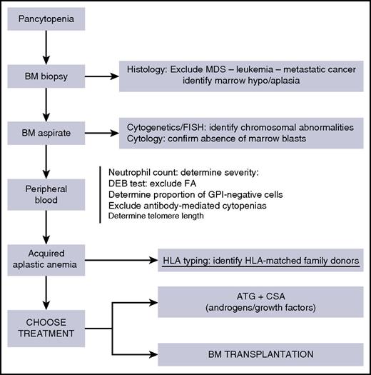 Figure 1. Diagnostic procedures in patients with pancytopenia. ATG, antithymocyte globulin; BM, bone marrow; CsA, cyclosporine A; DEB, diepoxybutane; FA, Fanconi’s anemia; FISH, fluorescent in situ hybridization; GPI, glycosyl phosphatidyl inositol; MDS, myelodysplastic syndrome.
