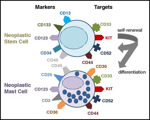 Figure 1. Markers and targets expressed on neoplastic stem cells and mast cells in patients with SM. Neoplastic stem cells propagate the malignancy through their self-renewal capacity and ability to undergo asymmetrical cell division, resulting in daughter cells that are committed to differentiate into neoplastic mast cells (arrows). In common with normal stem cells, neoplastic stem cells in SM display CD34 and KIT as well as CD133. In addition, these cells usually express the cell-surface targets CD33, CD44, and CD52; however, they do not express CD2, CD25, or CD30. Some of the markers used to define stem cells or mast cells, such as KIT, also serve as molecular targets of therapy. Neoplastic mast cells themselves usually display CD2, CD25, and CD30 in an aberrant manner together with KIT, but lack CD34. In addition, neoplastic mast cells in SM express a number of potential therapeutic cell-surface targets, including CD30, CD33, CD52, or CD123.