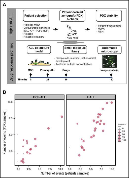 Figure 1. Setup of the drug response profiling platform. (A, top panel) Patient material, notably from high-risk patients, including relapse patients and patients with translocations linked to poor survival, were prioritized for PDX and drug response profiling; PDX stability was evaluated against primary material by comparing targeted deep-sequenced leukemogenesis markers. (A, bottom panel) Drug profiling was performed on primary ALL cells in coculture with bone marrow–derived MSCs. Automated microscopy-based image analysis was used to quantify living ALL cells and generate dose-response curves. Imaging results were analyzed with a toolkit that performed dose-response normalization, outlier removal, rapid curve fitting, and extraction of response parameters (IC50, area under the curve, Emax, which corresponds to the percentage of viable cells at the maximum dose of the drug). Selected single compounds and combinations were validated in the xenograft model. This platform enabled the identification of drug-response phenotypes in individual ALL patients, providing an additional layer of information to facilitate individual treatment approaches. (B) Our PDX model preserves an average of 74% of the mutations and insertions/deletions initially detected in patients, making it an ideal source of material for drug-response testing in multicenter, co-clinical settings. MLPA, multiplex ligation-dependent probe amplification; FISH, fluorescent in situ hybridization.