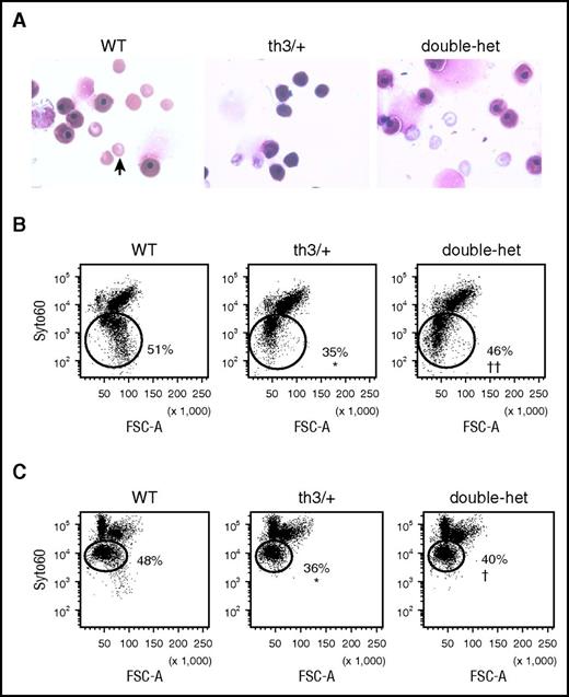 Figure 2. Increased enucleation in vivo and in vitro in double-heterozygote fetal liver cells. (A) Peripheral smears with nucleated and enucleated (arrow) erythrocytes from WT, th3/+, and double-heterozygote E14.5 embryos. (B) Flow cytometry analysis of nucleated and enucleated (circles; SYTO ×60 low cells53,54) E18.5 fetal liver cells in vivo. (C) Flow cytometry analysis of nucleated and enucleated (circles; SYTO ×60 low cells53,54) E12.5 to E14.5 WT, th3/+, and double-heterozygote fetal liver cells in vitro (n = 3–5 mice per group). *P < .05 vs WT mice; †P < .05 vs th3/+ mice; ††P < .01 vs th3/+ mice.