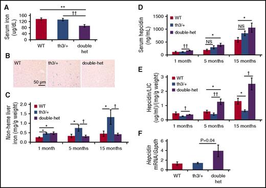 Figure 3. Increased hepcidin despite relative iron restriction in double-heterozygote mice. (A) Serum iron concentration (n = 4-6 mice per group) and (B) Prussian blue staining of liver samples (n = 3-4 mice per group) in WT, th3/+, and double-heterozygote mice. Nonheme liver iron (C), serum hepcidin (D), and hepcidin/liver iron (E) concentrations in 1-month-old mice (n = 3-4 per group), 5-month-old mice (n = 4-8 per group), and 15-month-old mice (n = 3-4 per group) in WT, th3/+, double-heterozygote mice. (F) Hepcidin mRNA in WT hepatocytes exposed in vitro to sera from WT, th3/+, and double-heterozygote mice (n = 5-7 mice per group). *P < .05; **P < .01 vs WT mice; †P < .05; ††P < .01 vs th3/+ mice. LIC, liver iron concentration.