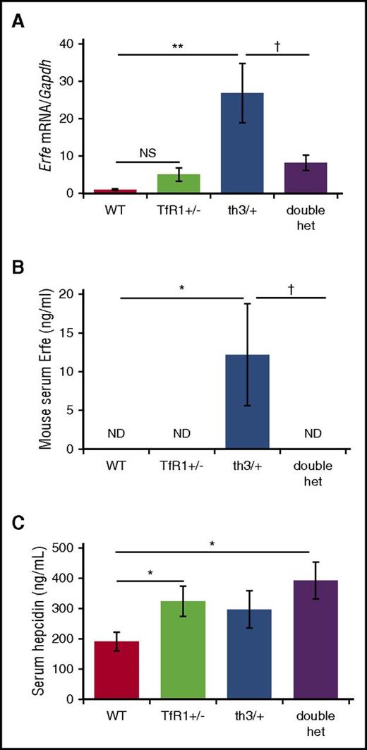 Figure 4. Significantly decreased erythroferrone in double-heterozygote mice. (A) Erythroferrone mRNA expression in erythroid-enriched bone marrow from WT, TfR1+/−, th3/+, and double-heterozygote mice (n = 3-6 mice per group). Concurrently assessed serum erythroferrone (B) and hepcidin (C) concentrations in WT, TfR1+/−, th3/+, and double-heterozygote mice (n = 5-6 mice per group). *P < .05; **P < .01 vs WT mice; †P < .05 vs th3/+ mice. ND, not detected.